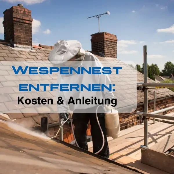 Wespennest entfernen